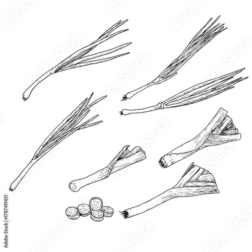 Lettuce and green onions, drawing black and white sketch. Vector illustration. Whole and chopped onion isolated on white background. For labels, cards, stickers, menus, recipes and packaging.