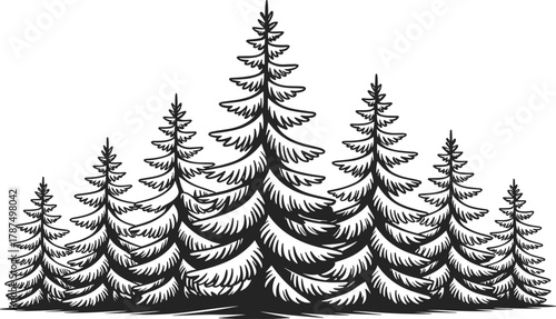 Evergreen forest illustration, pine tree silhouette, fir tree sketch, black and white nature drawing, woodland landscape, minimal design, vector art