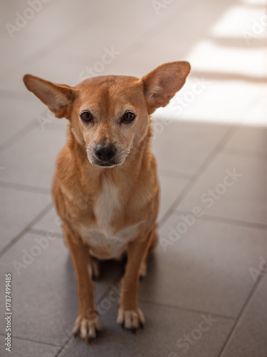 Small brown chihuahua mix sitting on tiled floor indoors, bathed in dappled sunlight with alert expression and upright ears, looking toward the camera, calm and attentive