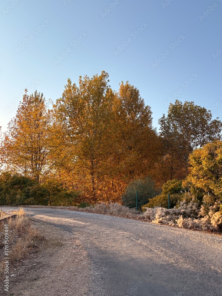 Obraz premium road in autumn