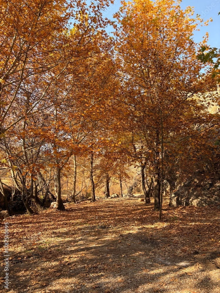 Fototapeta premium autumn in the park