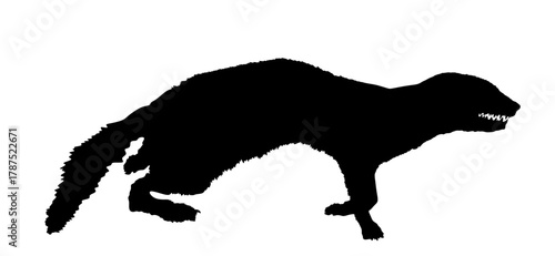 Weasel vector silhouette illustration isolated. Small deadly animal in hunt. Marten shape shadow graphic cartoon.