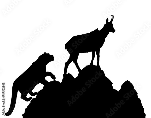 Graphic Snow leopard chasing chamois goat on cliff vector silhouette isolated. Wild cat in hunt lurking prey. Panther. Silent predator. Wildlife hiking climbing animal carnivore hunting herbivore.