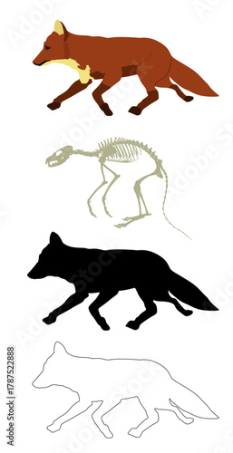 Running fox vector illustration isolated on background. Smart animal predator. Silent hunter hunting food. Skeleton fox silhouette shape shadow. Line contour fox graphic biology education.