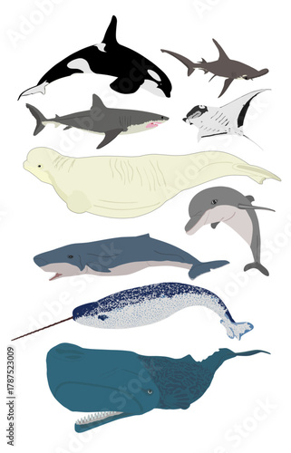 Under the sea world whales, sharks, dolphins set vector illustration isolated on white. Fin whale, pygmy sperm whale, beluga, dolphin. Orca killer whale. Narwhal Unicorn whale. Manta ray sting ray.