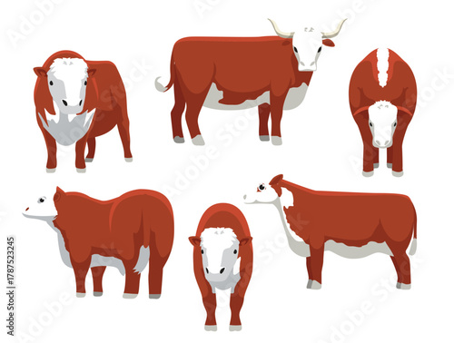 Hereford Cattle Various Poses Cartoon Vector Character