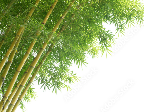 Diagonal Composition of Bamboo Stems and Leaves, isolated on white background