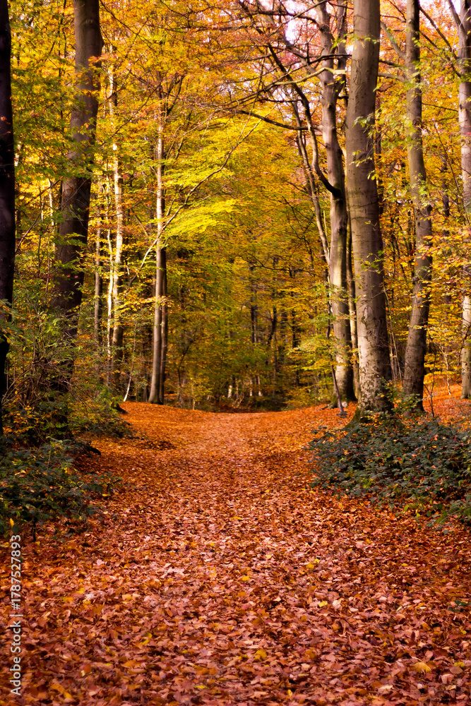 Obraz premium autumn in the forest