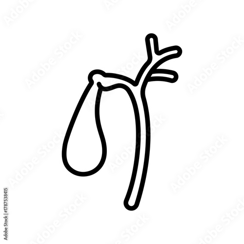Medical Illustration of Gallbladder: A precise illustration showcasing the anatomy of a gallbladder. This artwork offers a clear and detailed look at its structure.