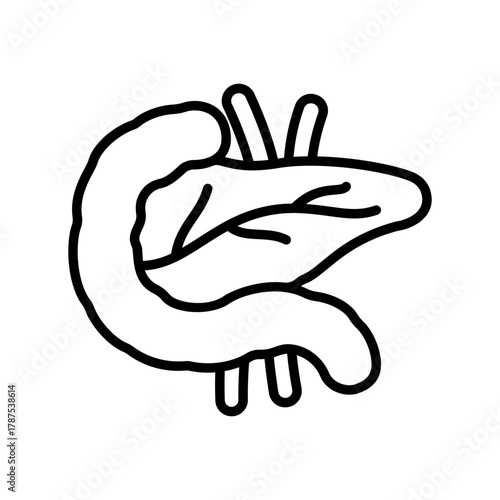 Anatomical Illustration of Pancreas: A clear, simple depiction of the pancreas and its adjacent biological structures, essential in anatomical and medical studies.