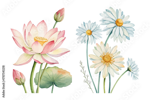 Watercolor Lotus and daisy flower isolated on white background