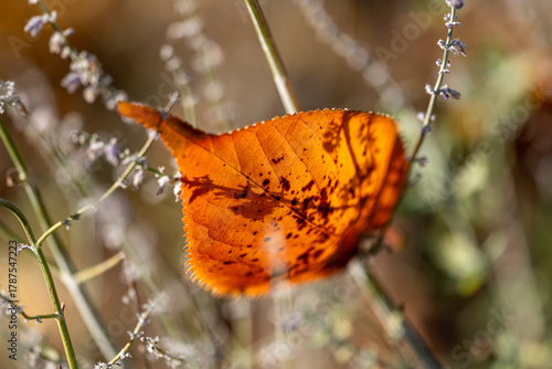 Autumn leaves on the ground during November in Norrköping, Sweden
