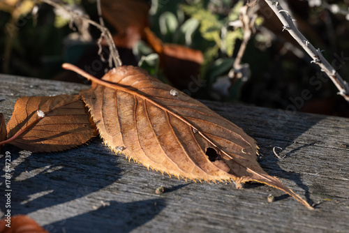 Wallpaper Mural Autumn leaves on the ground during November in Norrköping, Sweden Torontodigital.ca