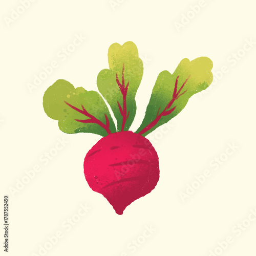 Watercolor IIlustration of an beet