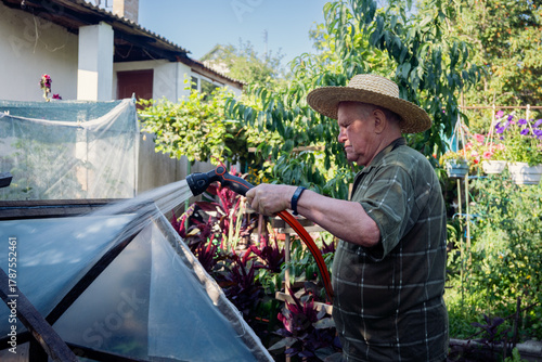Elderly man in a straw hat watering plants with a hose in his sunny garden. A dedicated senior gardener tending to his crops in a rural or backyard setting, embodying dedication and a love for nature.