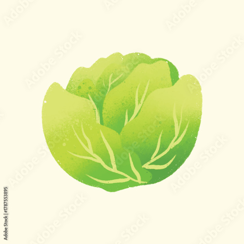 Watercolor IIlustration of an cabbage