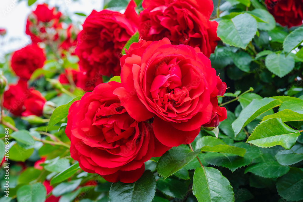 Fototapeta premium 赤い薔薇