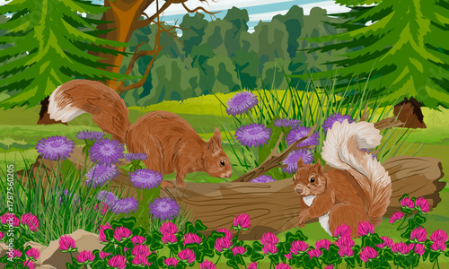A pair of European squirrels sit on a fallen tree trunk in a forest clearing. The forest edge is filled with blooming flowers. Realistic vector landscape.