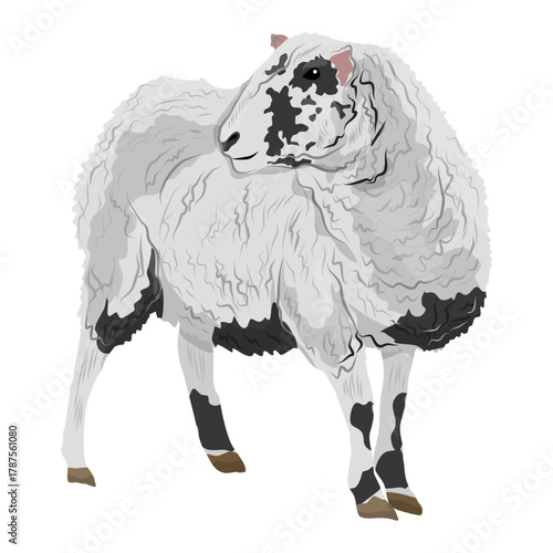 White domestic sheep with black spots. Realistic animal vector