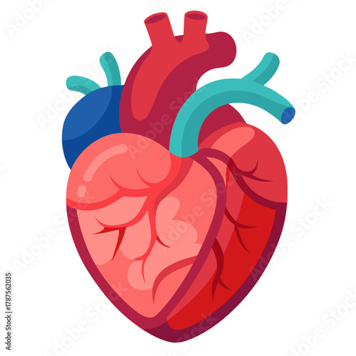 A colorful anatomical illustration of a human heart showing its structure with visible blood vessels and arteries.