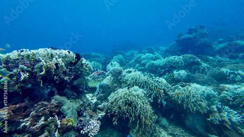 Wallpaper Mural Colorful coral reef stretches across the clear blue ocean. Soft corals and sponges form a vibrant underwater landscape full of marine life. Torontodigital.ca