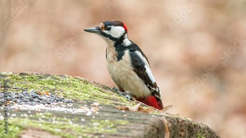 great tit parus major