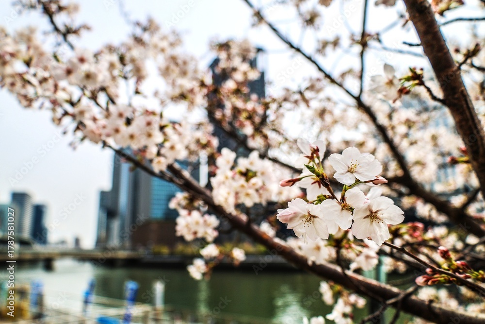 Fototapeta premium 川のほとりに咲いた桜の風景