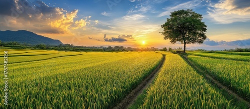 Golden Rice Field with Tree at Colorful Sunset Landscape