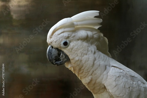 close up of a Cacatua alba