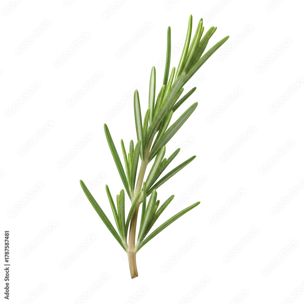 Fototapeta premium Fresh Rosemary Sprig: Aromatic Herb for Culinary Delights and Fragrant Gardens.