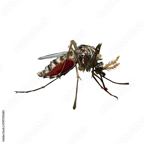 a mosquito is sucking blood without background