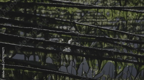 Seaweed Farming in the Korean Seas