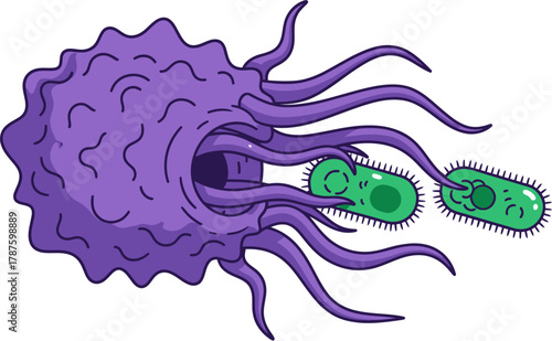Illustration of a purple cell with tentacles attacking green rod-shaped bacteria