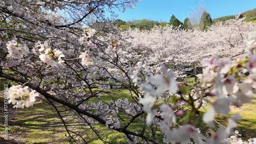 立岡自然公園の桜