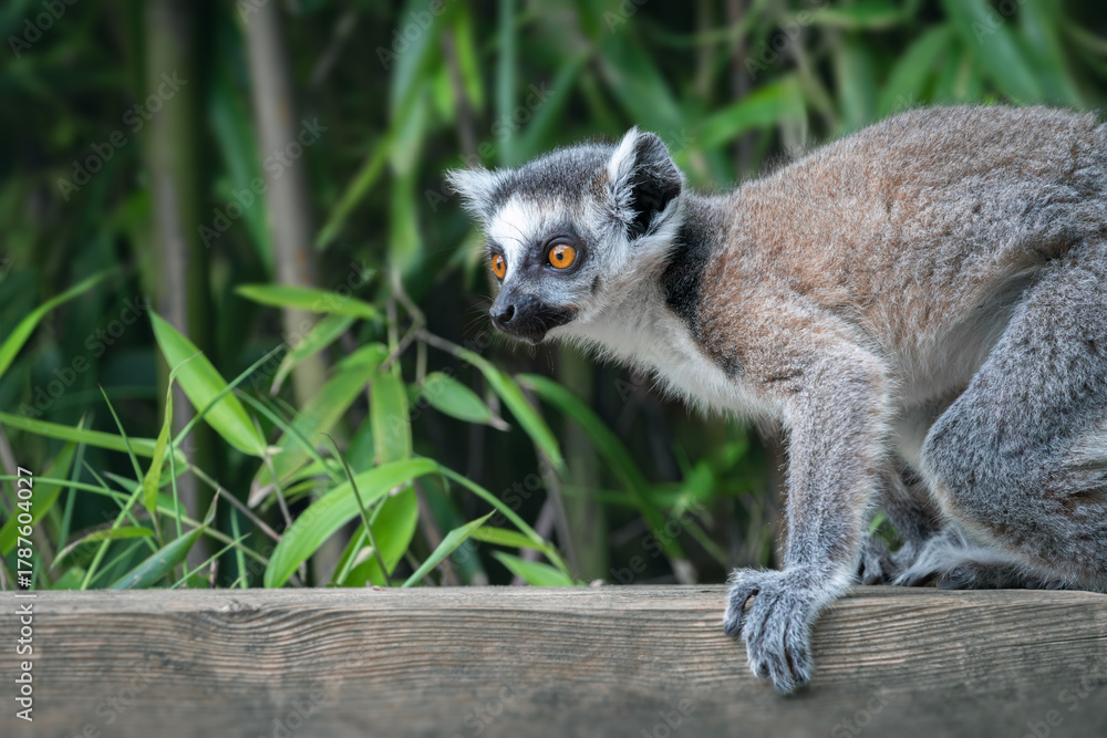 Obraz premium A side view of a baby ring-tailed lemur (Lemur catta) jumping onto a wooden railing