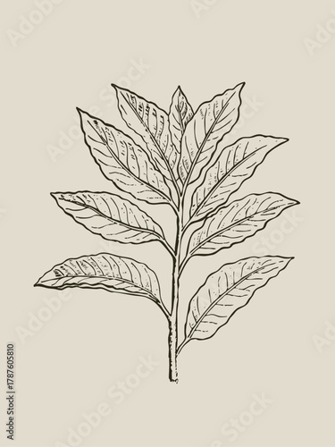 Bay laurel plant vintage botanical engraving Laurus nobilis illustration