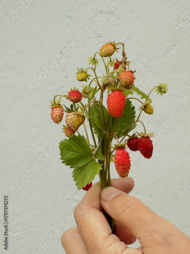 A bouquet of strawberries in a woman's hand.