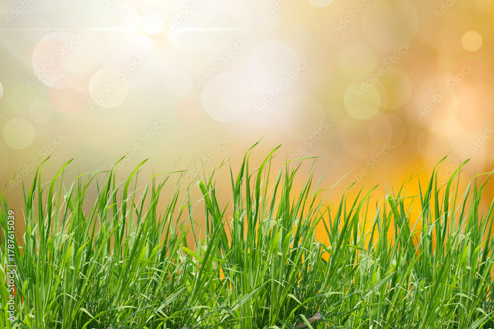 Obraz premium A close up shot of green grass blades against a blurred background of yellow and orange bokeh lights