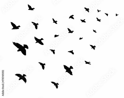 Silhouette of a flock birds b...