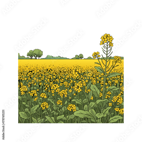 Yellow flowering rapeseed field with greenery and blue sky  