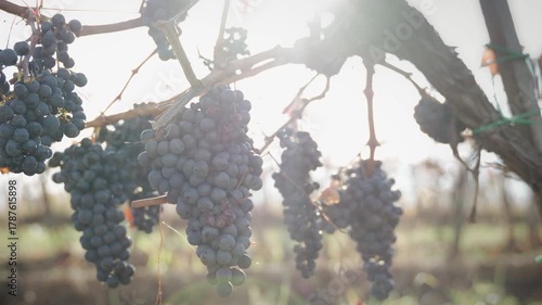 Close-up of grapes in a vineyard against the background of the autumn sun