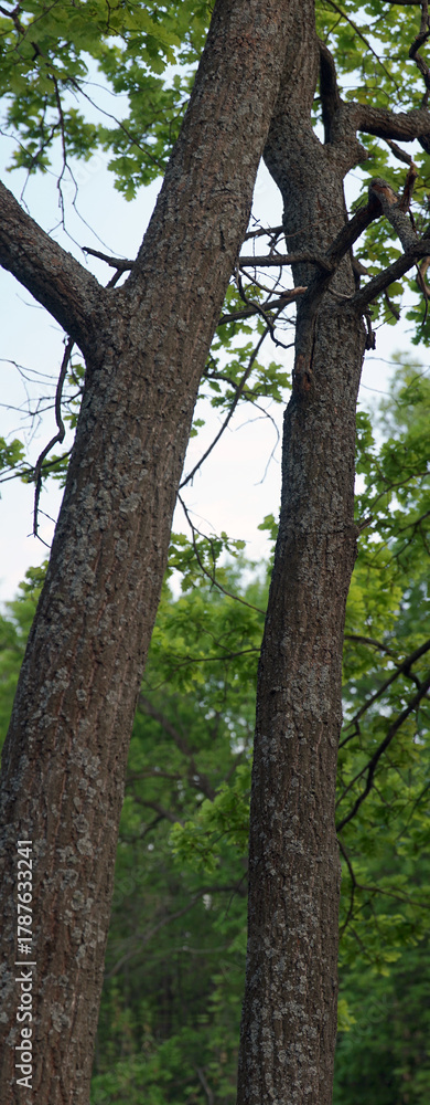 Fototapeta premium Oak trunks overgrown with moss