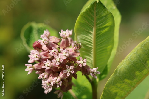 Photography A bee collects nectar from a Common Milkweed (Asclepias syriaca) flower cluster in summer sunlight