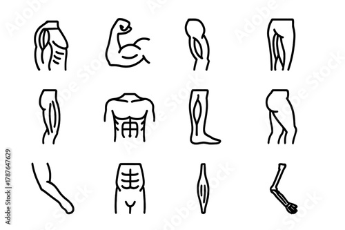 Muscle Anatomy Icons. Anatomy of muscles. Line icon set of anatomy of muscles: deltoid, biceps, triceps, quadriceps, hamstring, pectoral, calf muscle, gluteus,