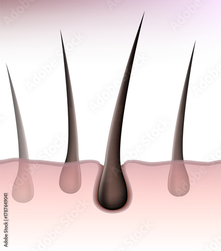 Detailed realistic illustration of human hair follicles and skin structure, showing hair roots growing from the epidermis. Educational medical concept for dermatology, trichology, and hair care design