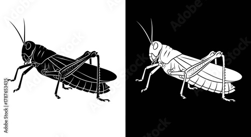 Grasshopper insect black and white illustration.