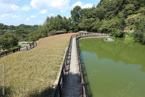 台湾　樟樹歩道と池