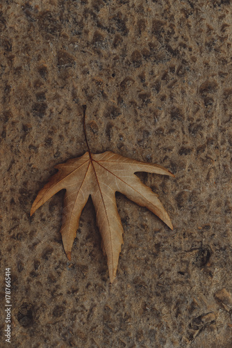 Conceptual Cozy Autumn Atmosphere Image