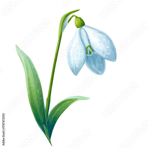 An EPS format illustration, vector, simple flat 2D icon, minimalist design, icon set, A Simple 2D vibrant snowdrop flower illustration isolated on a white background