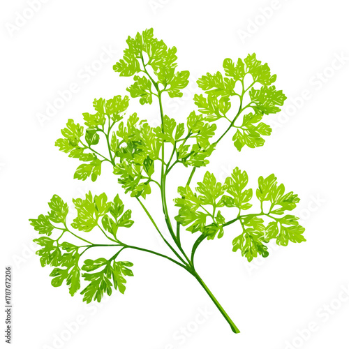 An EPS format illustration, vector design, simple flat 2D icon, minimalist design, icon set, A Simple 2D vibrant chervil herb illustration isolated on a white background